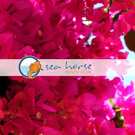 S3 Seahorse Club 3*